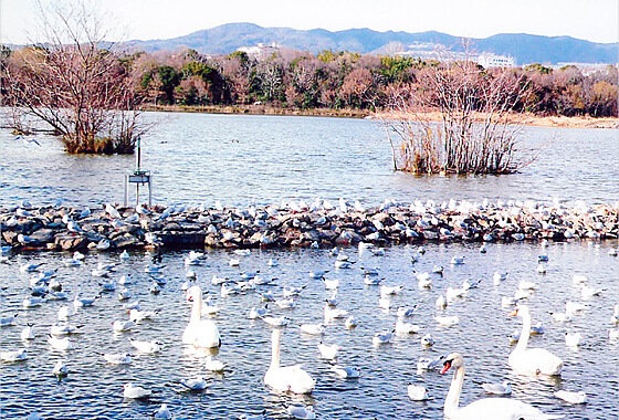 昆陽池公園