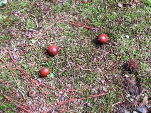 IMG_0731-thumb-300xauto-1474.jpg